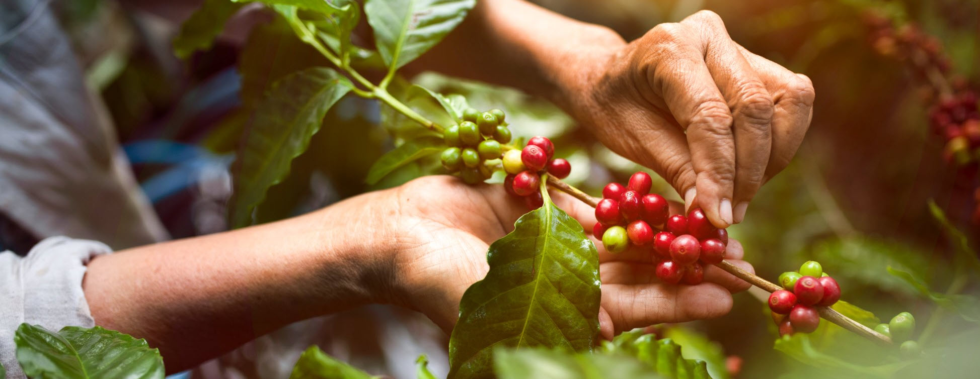 Coffee Shops in Scottsdale AZ